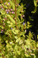 Image of Scutellaria parvula var. leonardii (Epling) Fernald