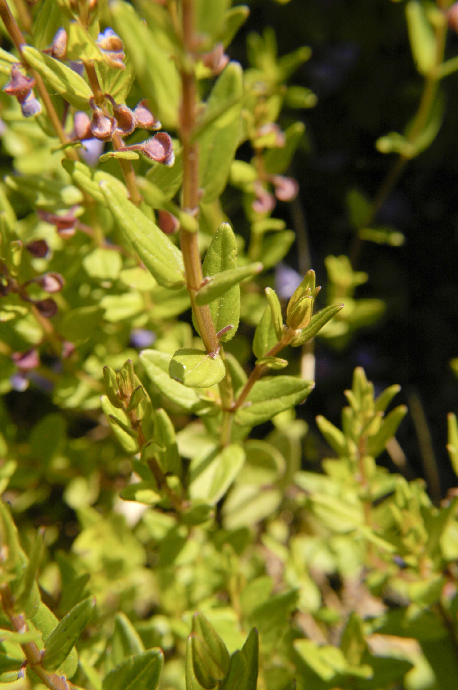 Scutellaria parvula var. leonardii (Epling) Fernald resmi