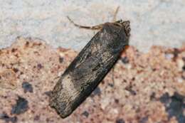 Image of Agrotis