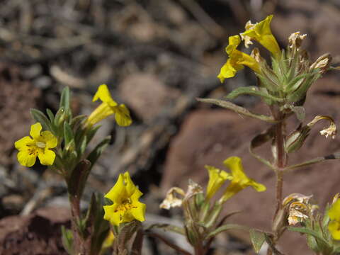 Image of red monkeyflower