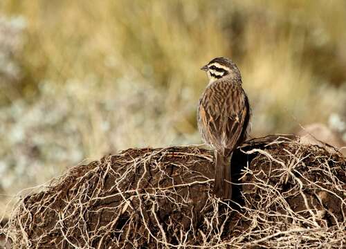 Emberiza capensis Linnaeus 1766的圖片