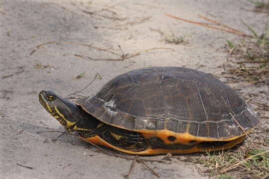 Image of Deirochelys reticularia chrysea Schwartz 1956