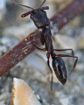 Image of Trap-jaw Ants