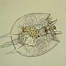 Слика од Platyias quadricornis (Ehrenberg 1832)