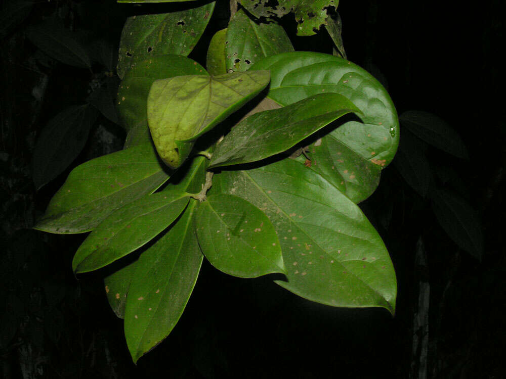 Image of Schlegelia parviflora (Oerst.) Monach.