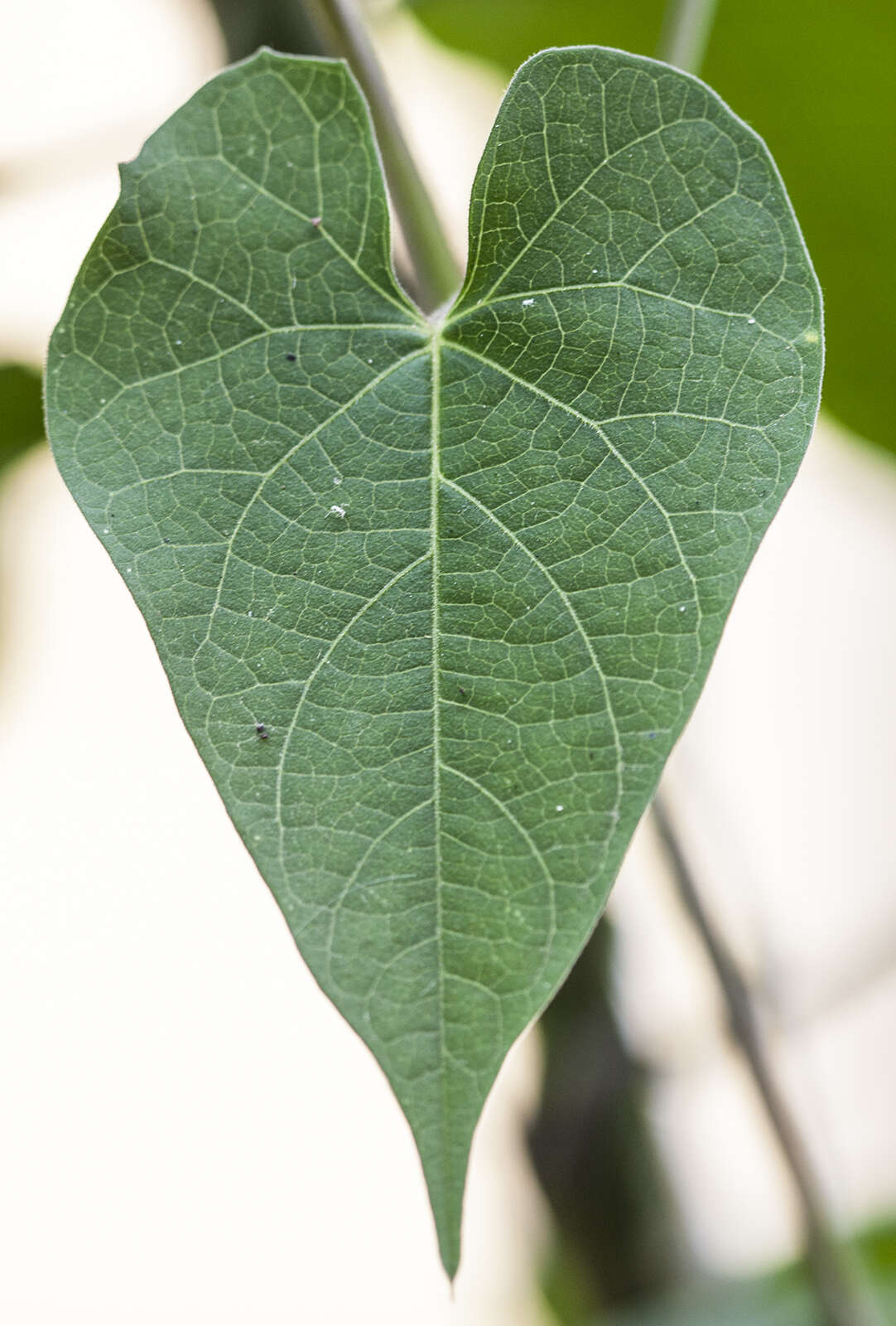 Image of Ipomoea cholulensis Kunth