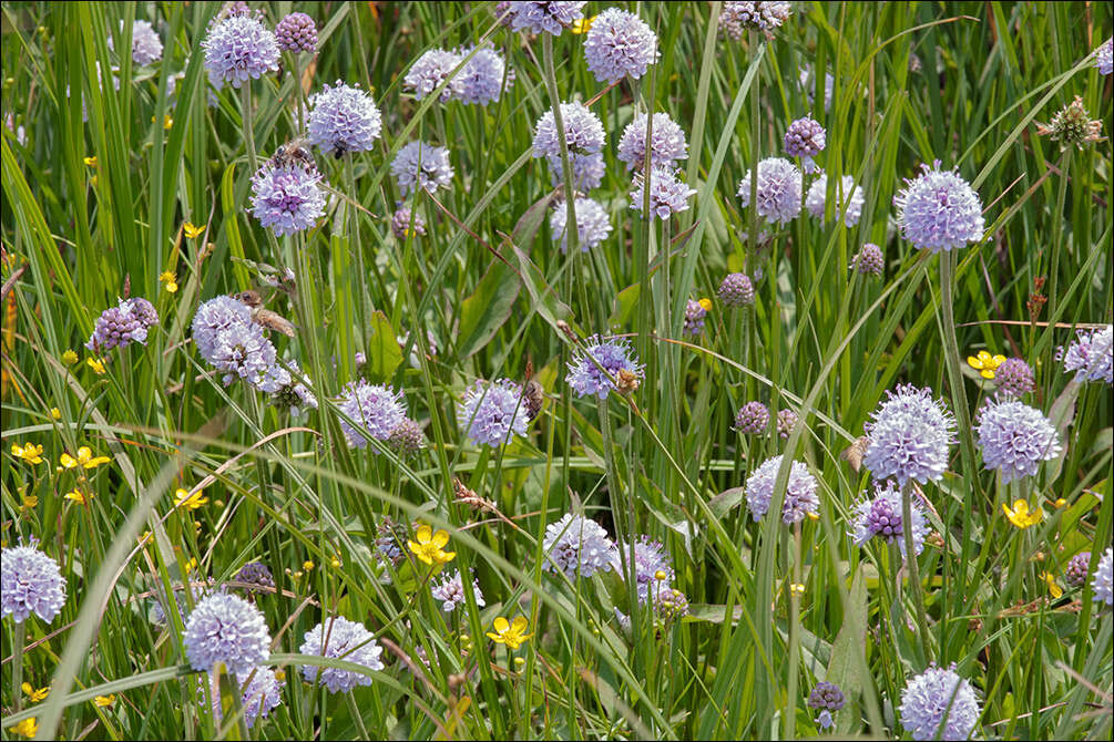 Image of Devil’s Bit Scabious