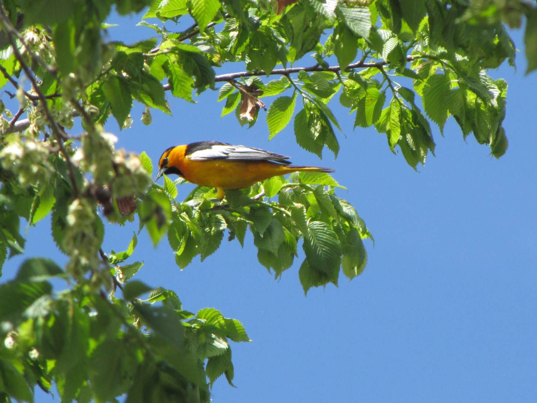 Image of New World orioles