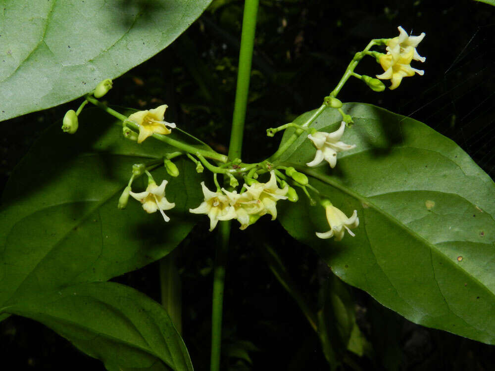 Image of West Indian milkberry