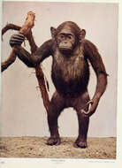 Image of chimpanzee