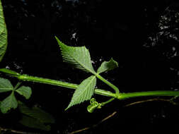 Image of grape ivy