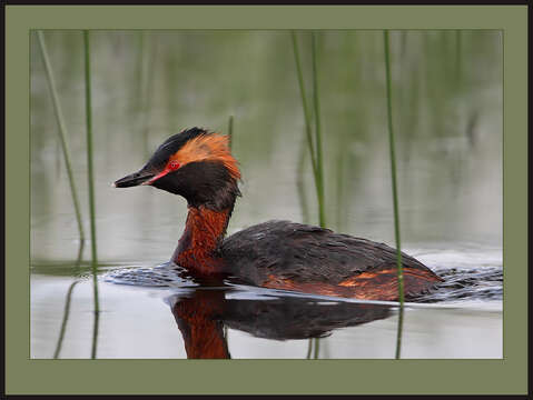 Image of Horned Grebe