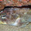 Image of Bullhead