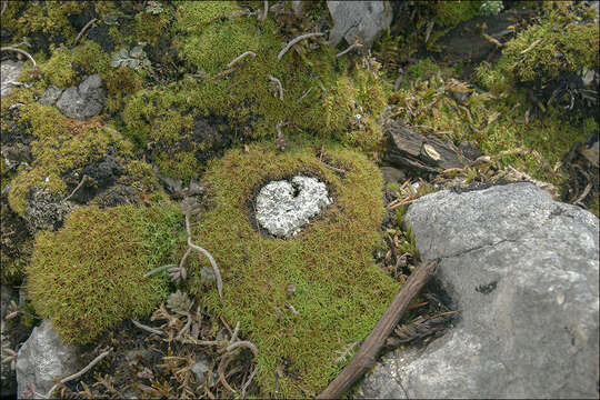 Image of Cow pie lichen