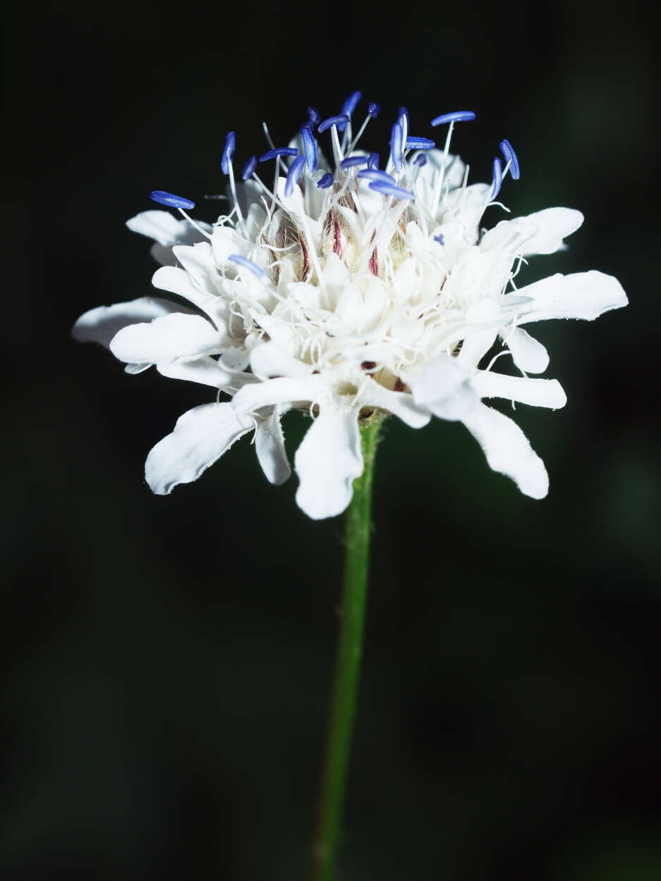 Image of cephalaria