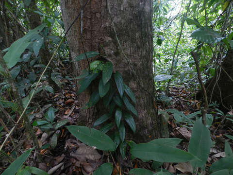 Image of Vochysia guatemalensis J. D. Smith