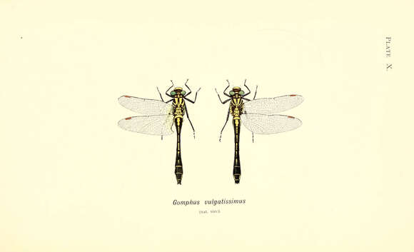 Image of Club-tailed Dragonfly