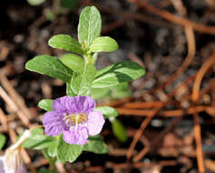 Dyschoriste oblongifolia (Michx.) Kuntze的圖片