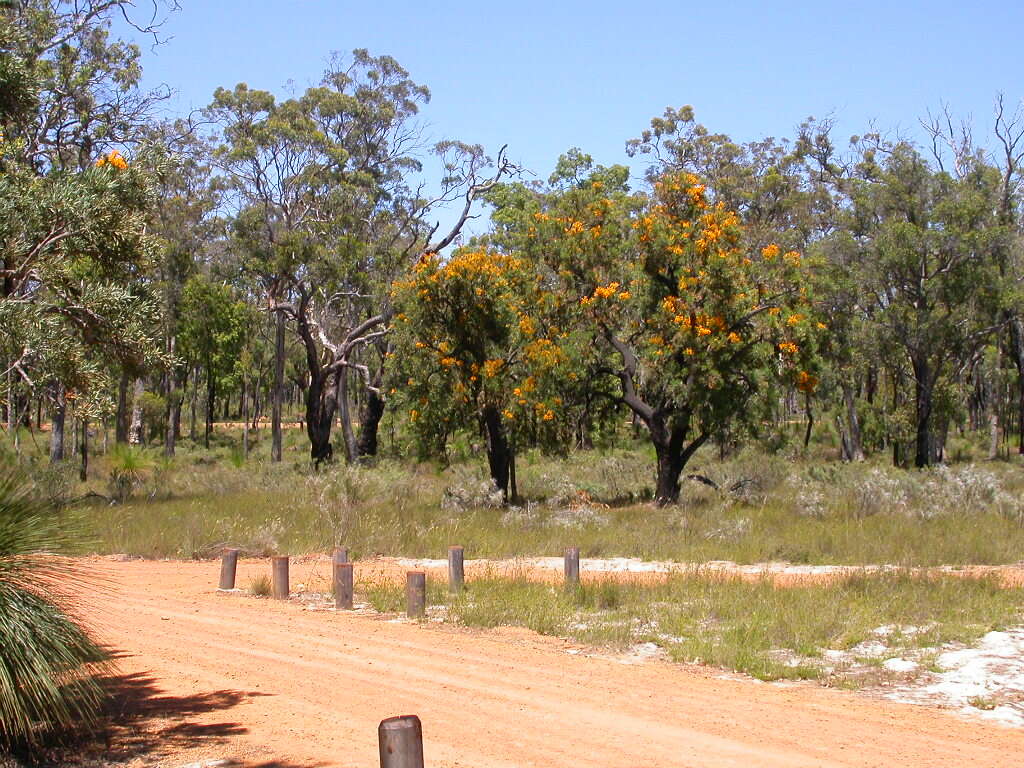 Image of Nuytsia