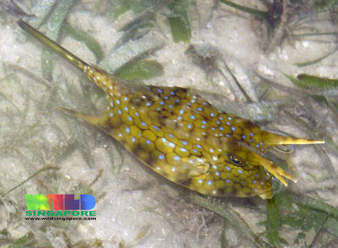 Image of Longhorn cowfish