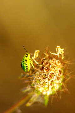 Image of Southern green stink bug