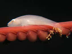 Image of Soft coral ghostgoby