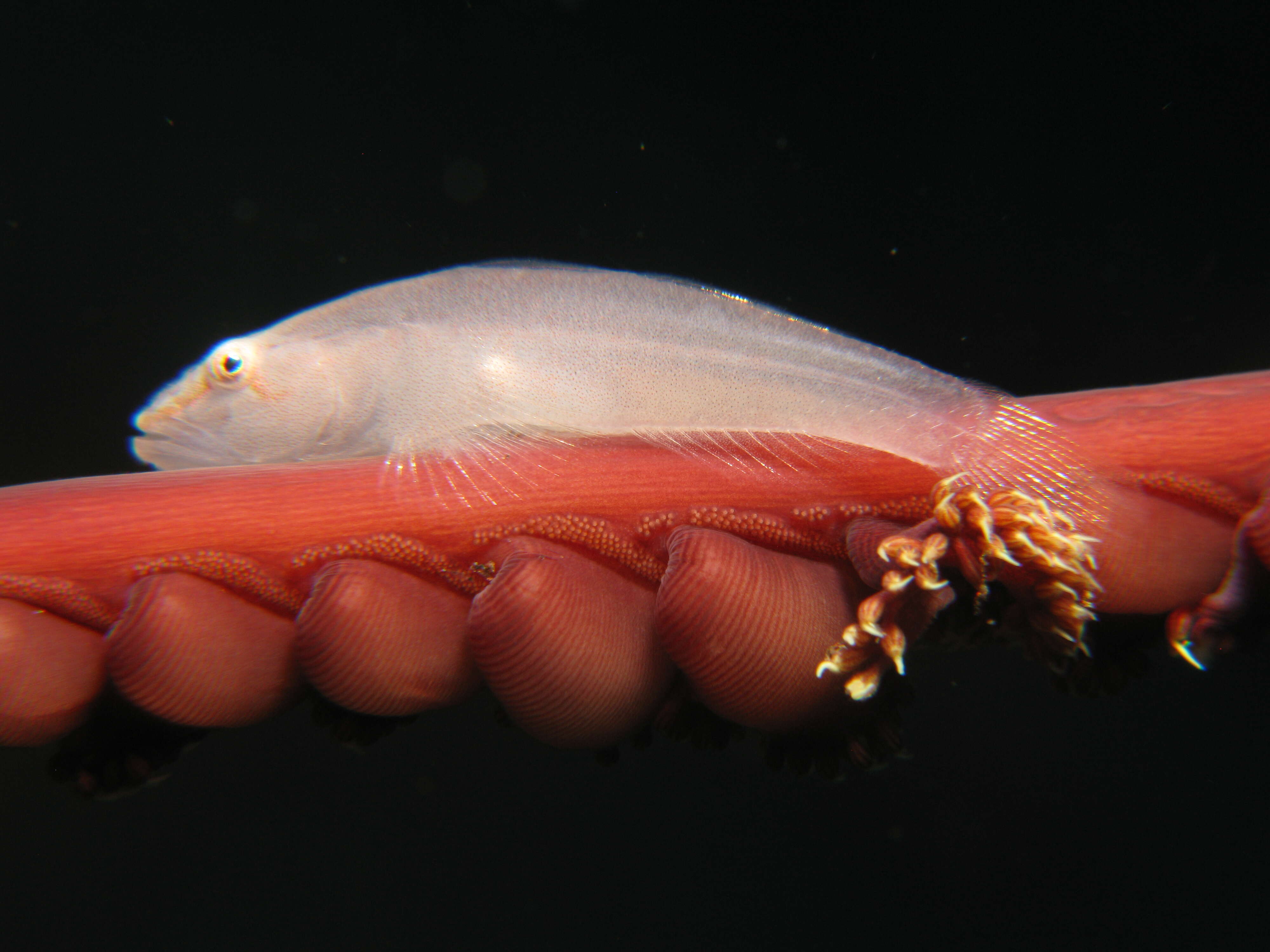 Image of Soft coral ghostgoby