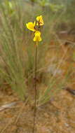 Слика од Utricularia juncea Vahl