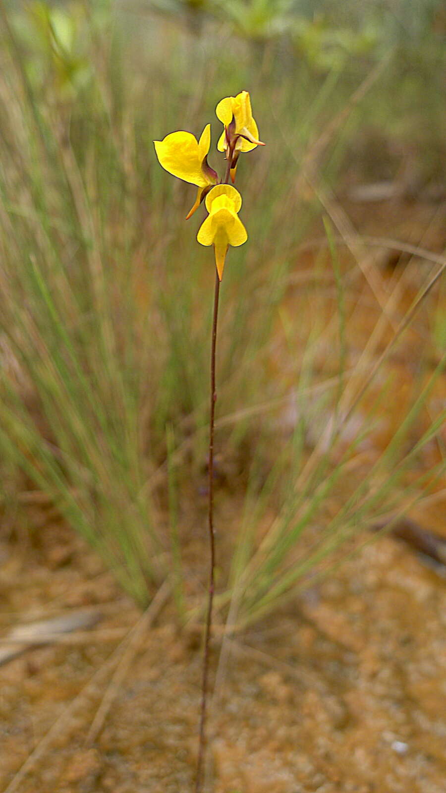 Слика од Utricularia juncea Vahl