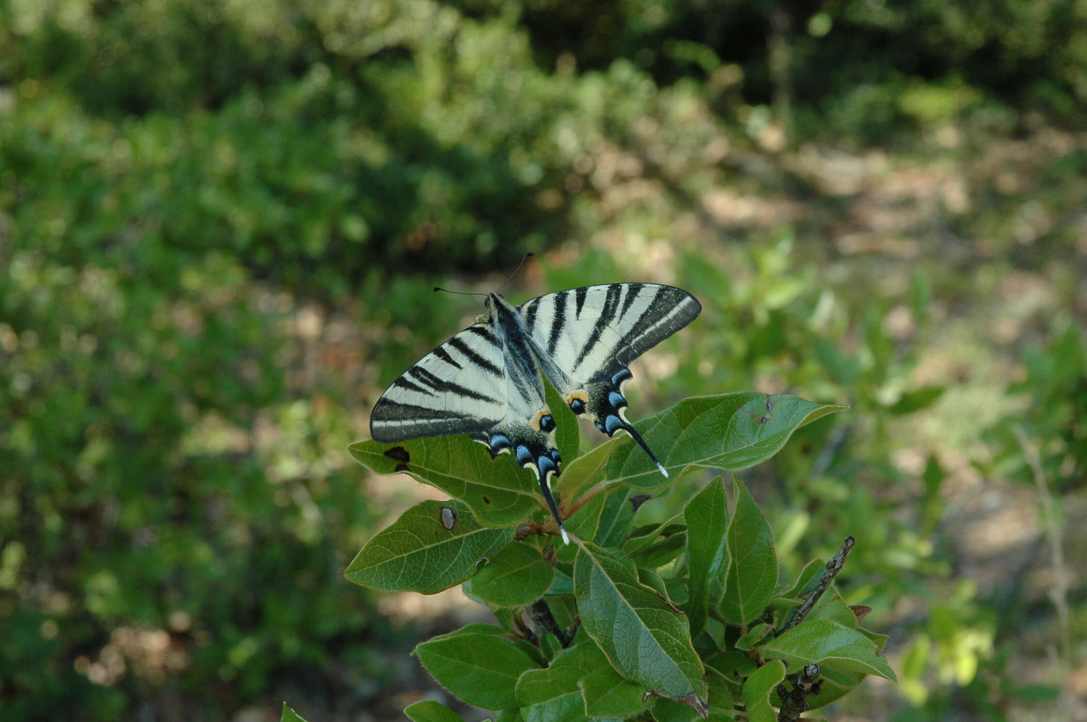 Image of Iphiclides