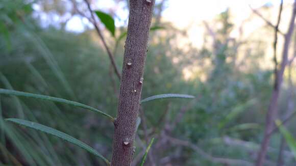 Image of Leionema dentatum (Sm.) Paul G. Wilson