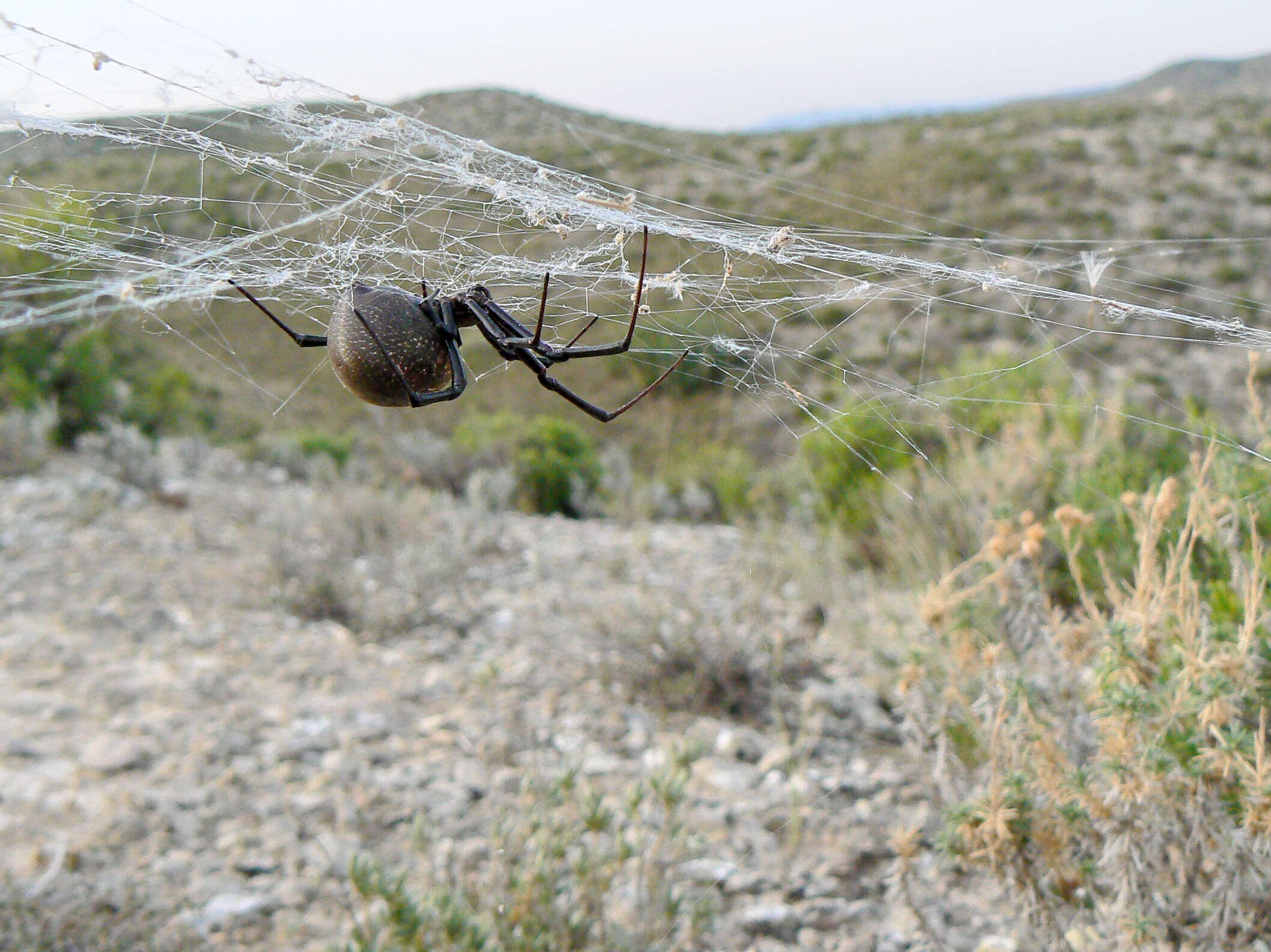 Image of Latrodectus