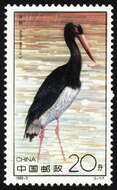 Image of Black Stork