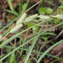 صورة Carex glaucescens Elliott