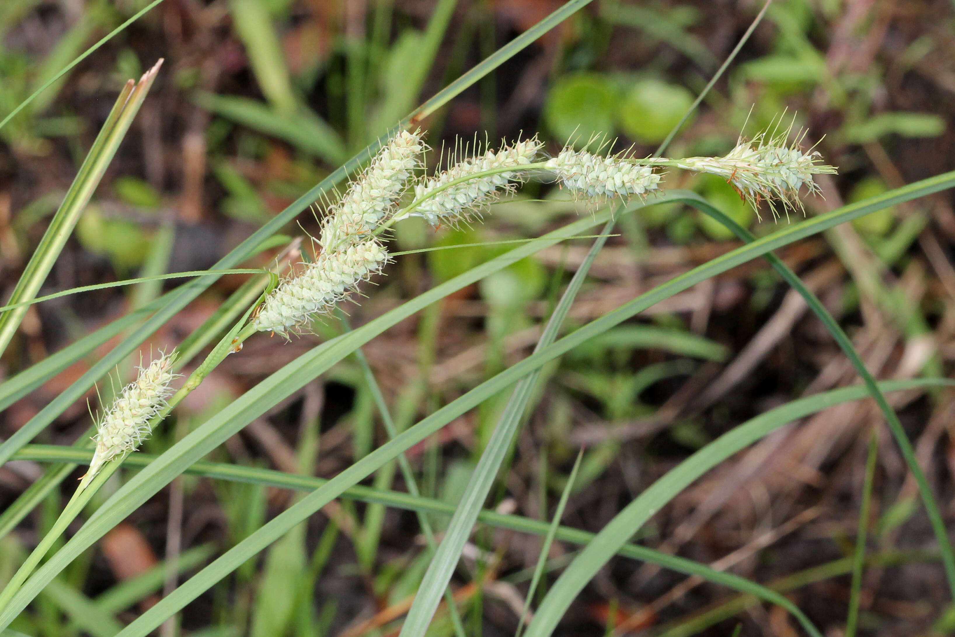 Image of southern waxy sedge