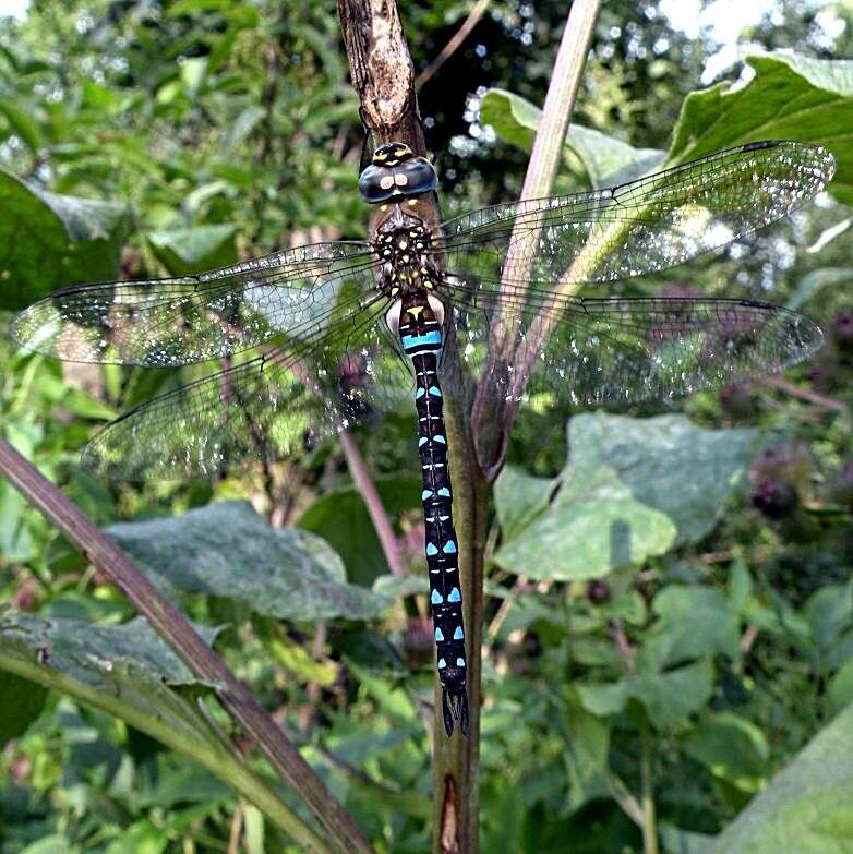 Image of hawker dragonfly