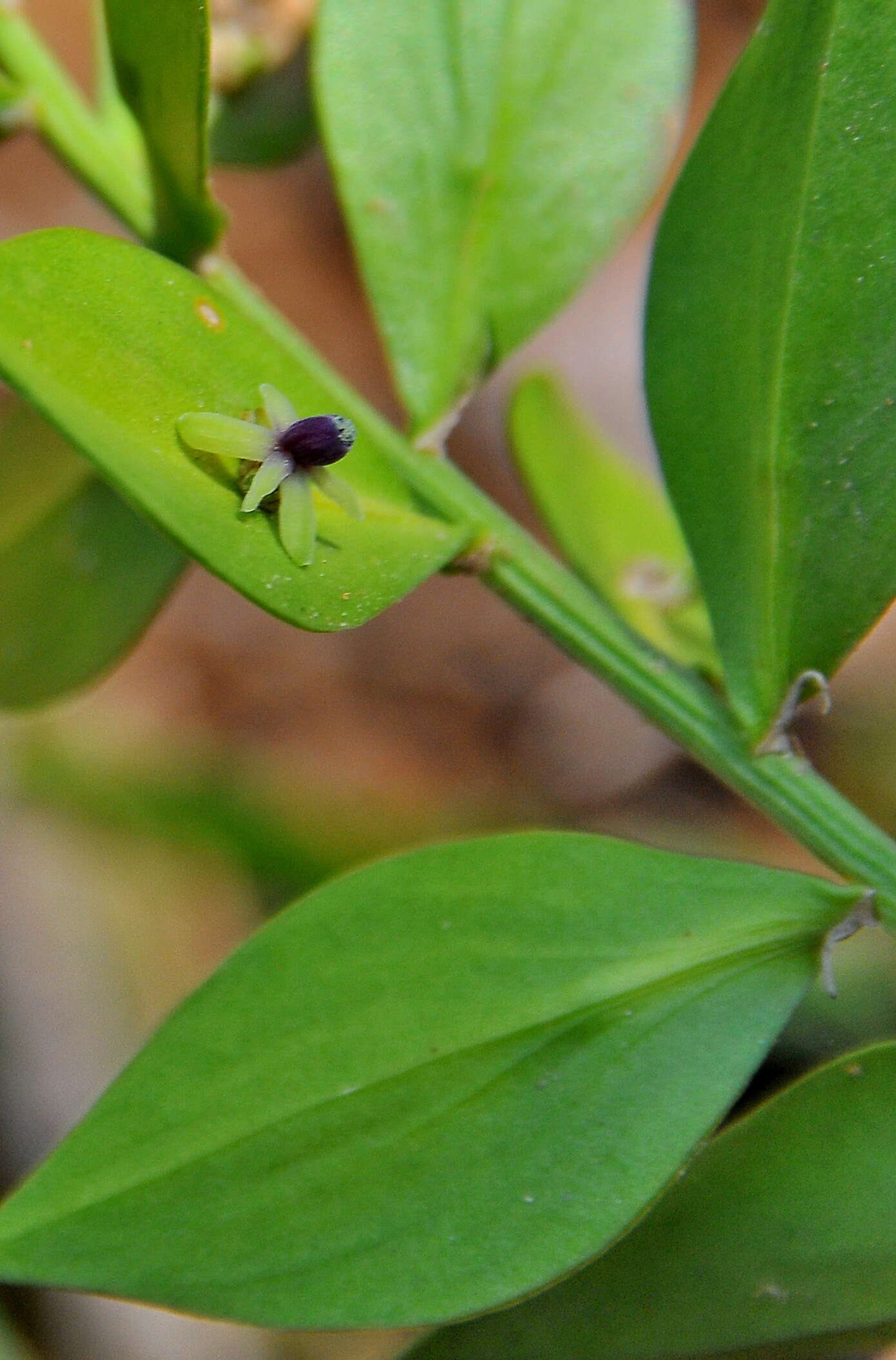 Image of butcher's broom