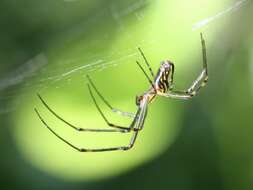 Image of Leucauge granulata (Walckenaer 1841)