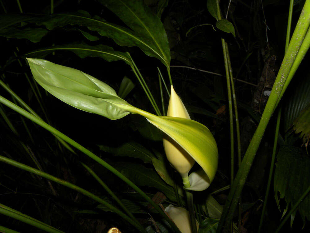 Image of Cyclanthus