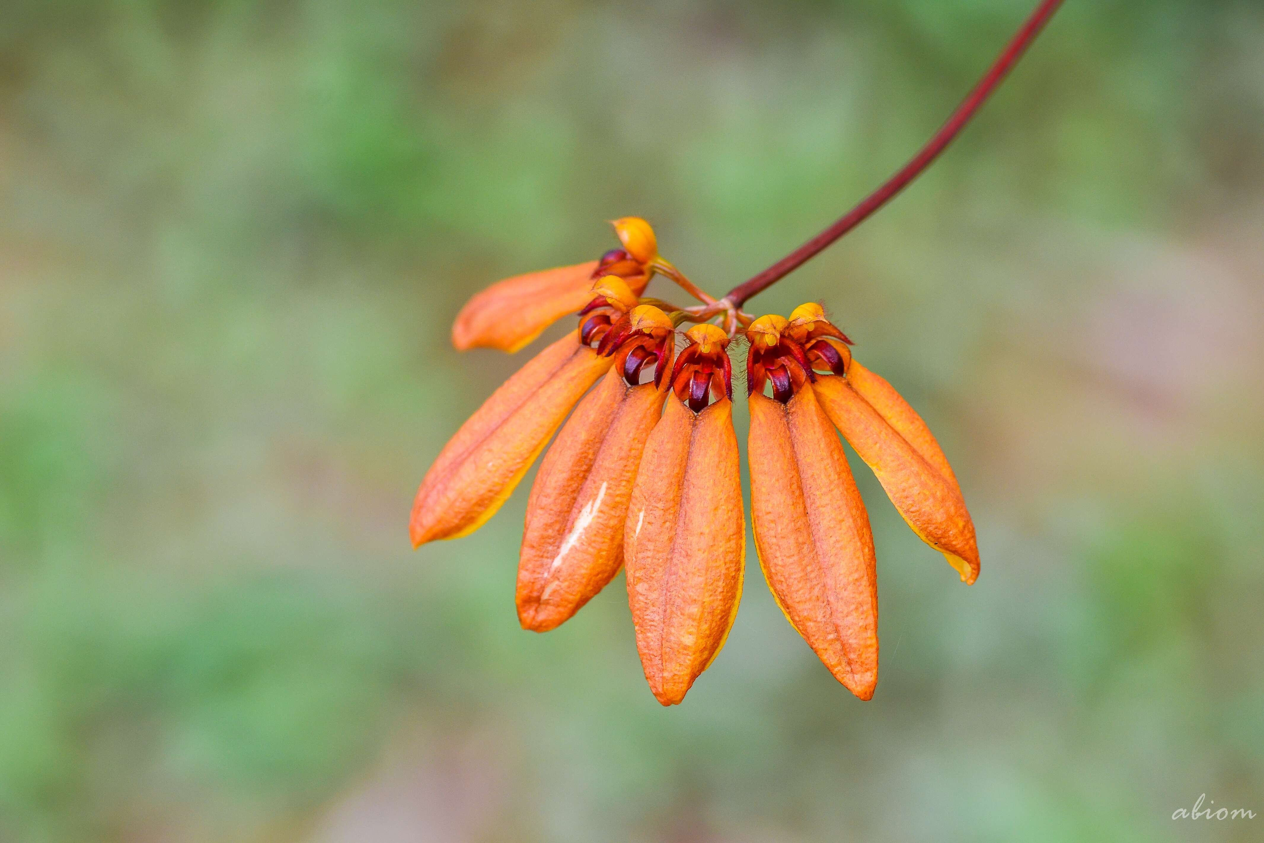 Слика од Bulbophyllum mastersianum (Rolfe) J. J. Sm.