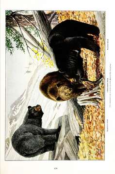 Image of Emmons' Black Bear