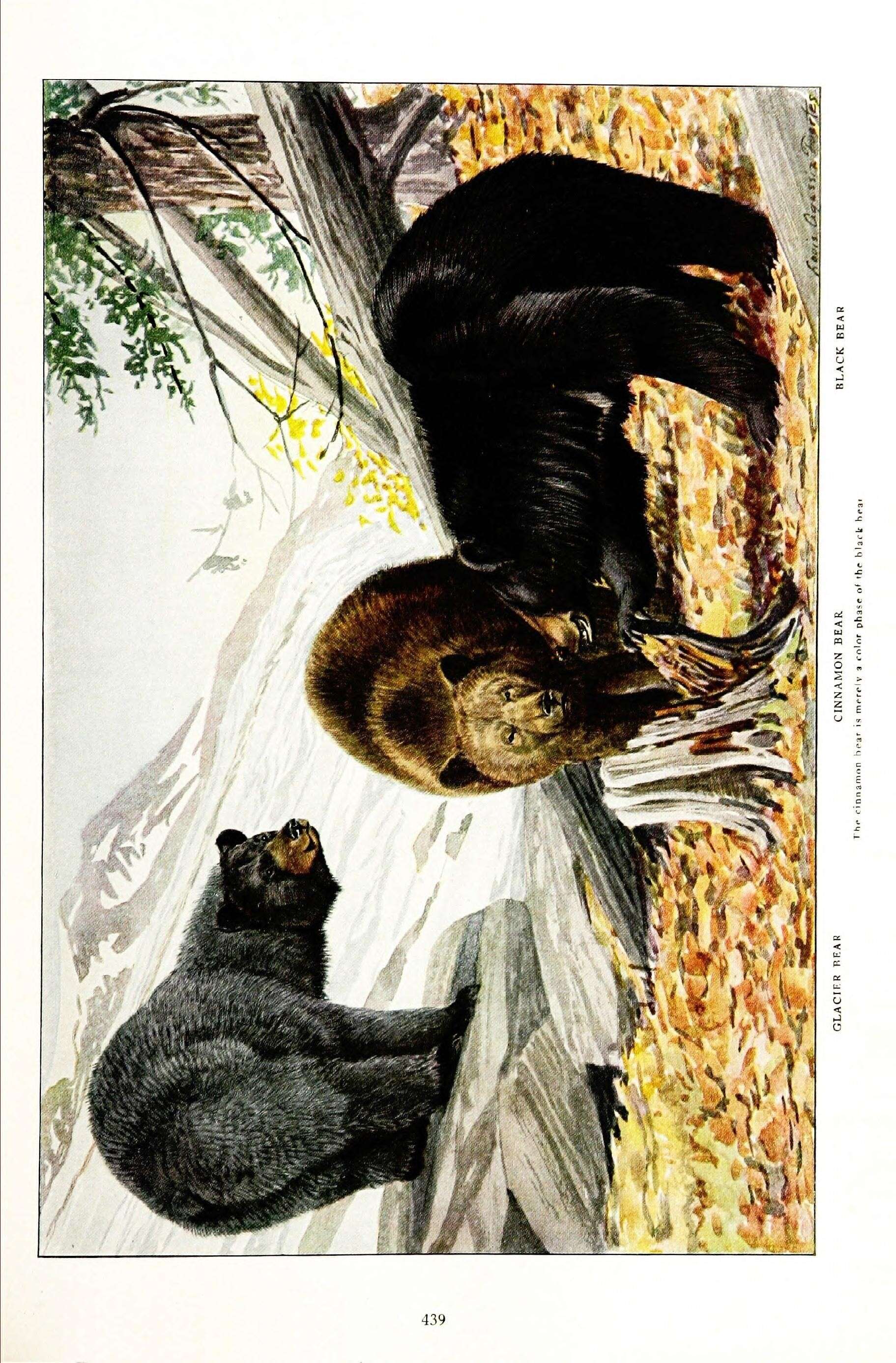 Image of Emmons' Black Bear