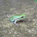 Image of Southern Leaf Green Tree Frog