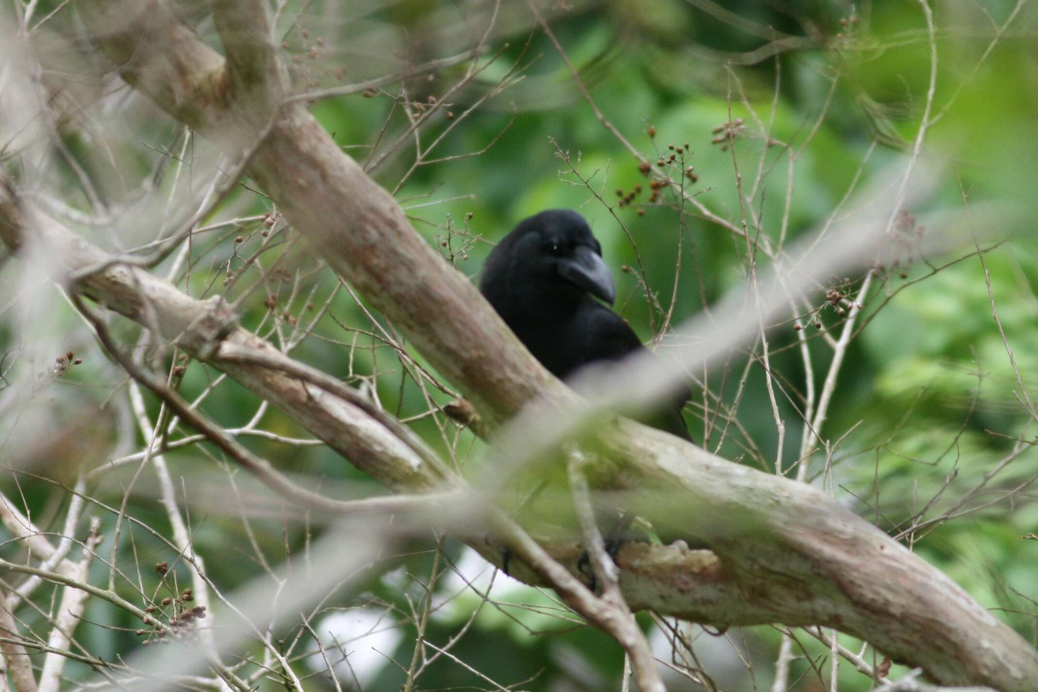 Слика од Corvus macrorhynchos