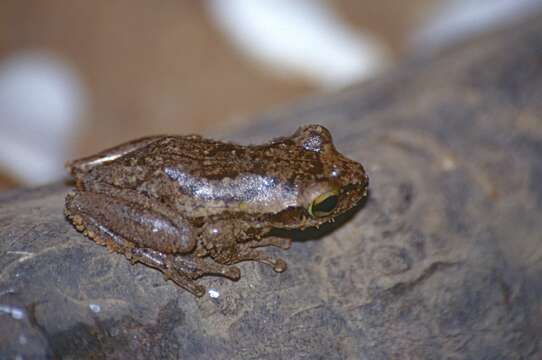 Image of Dumeril's Bright-eyed Frog