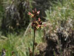 Image of Rocky Mountain rush