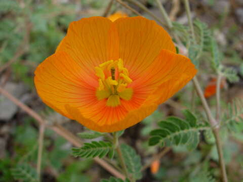 Image of Arizona poppy