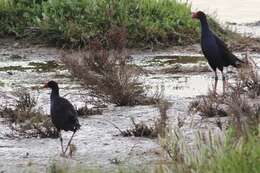 Image of Swamphen