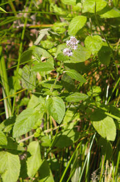 Image of Water Mint