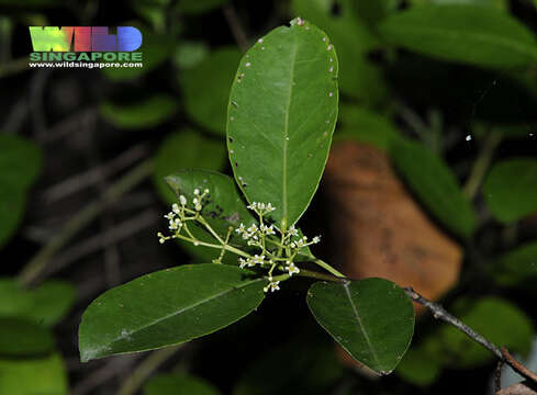 Plancia ëd Elaeodendron viburnifolium (Juss.) Merrill